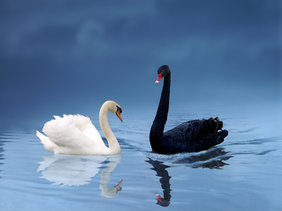 Foto-Cisne2.jpg image