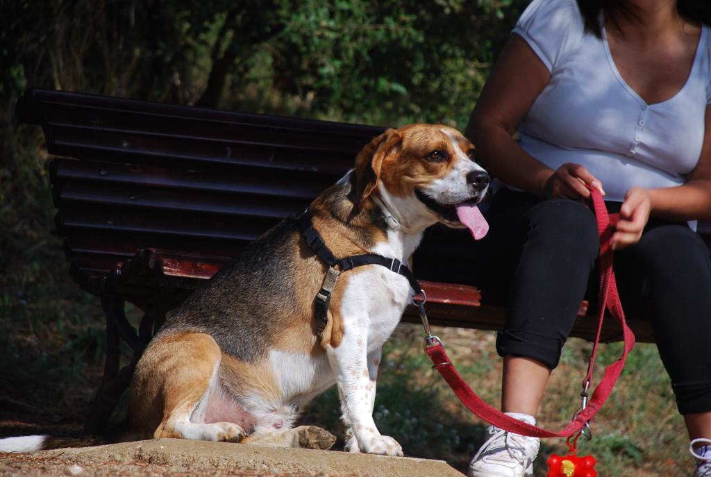 Calores de la&nbsp;menopausia