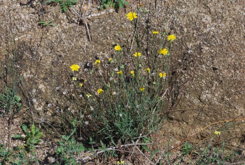 Al nacer ¿Cuándo se debe pinzar el&nbsp;cordón?