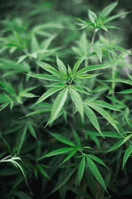 Medical use of cannabis…         Uso medicinal del Cannabis, puesta al&nbsp;día.