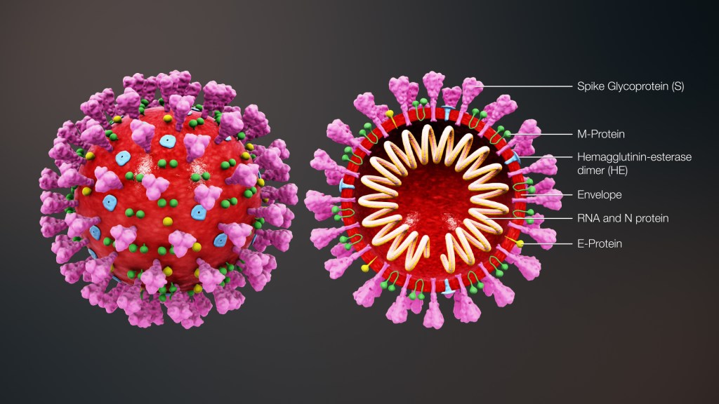 Los Test de&nbsp;Coronavirus