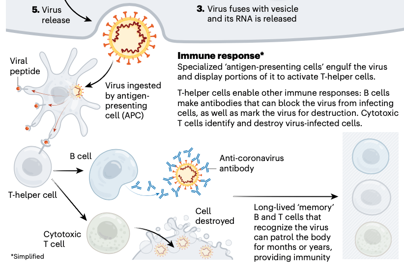 Coronavirus: La carrera por la&nbsp;vacuna…
