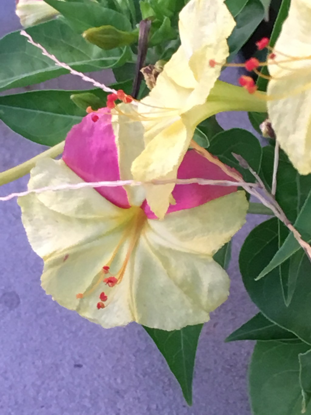 Edad, ambiente, fertilidad