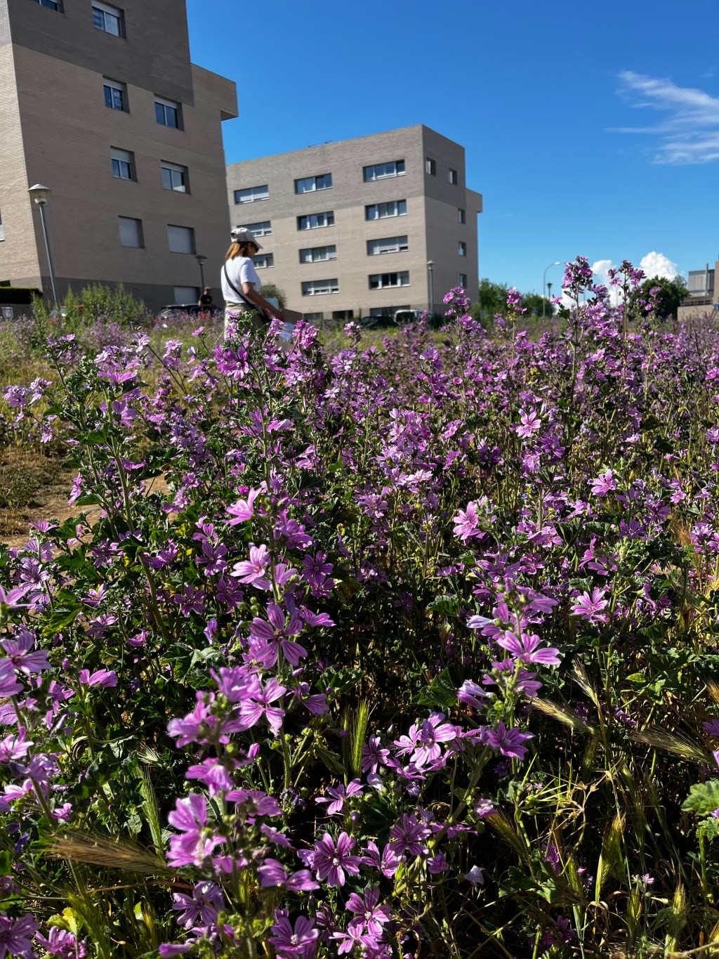 Los bioequivalentes, ¿Son seguros?