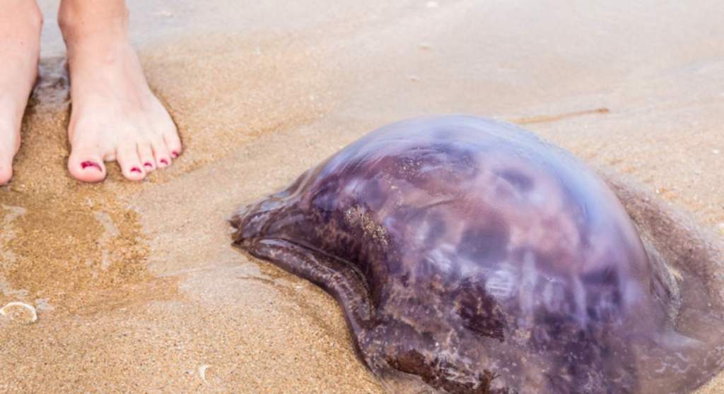 Verano, medusas e&nbsp;insectos