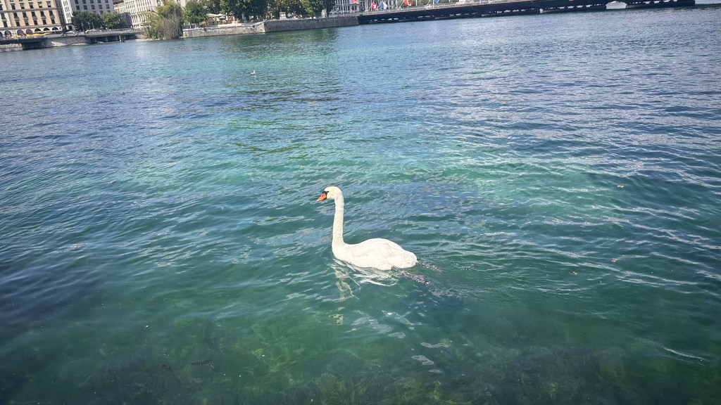 El paracetamol es&nbsp;seguro